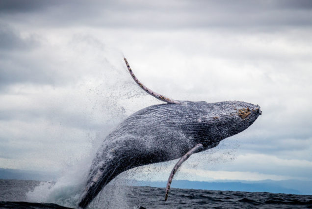 Avisamiento de ballenas, Nuquí, Yubarta Eco Hotel